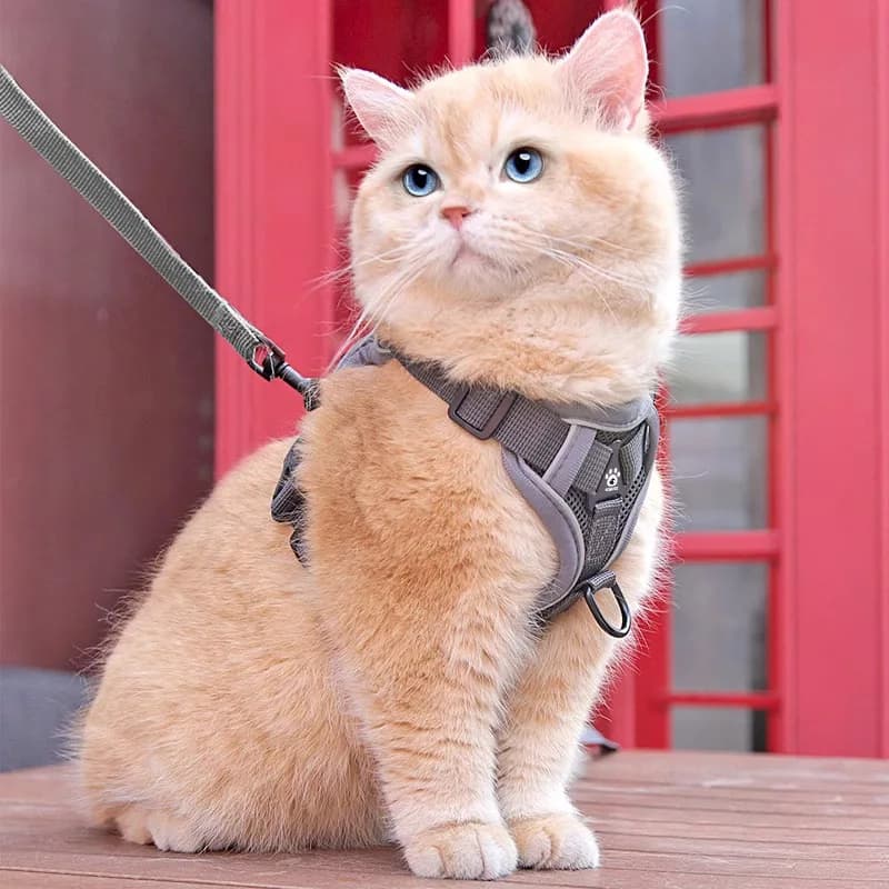 Neues Katzen-Geschirr und Leine: Ausbruchsicheres Katzen-Geschirr, Kätzchen-Geschirr, Katzen-Gurt für Katzen mit Streifenmuster