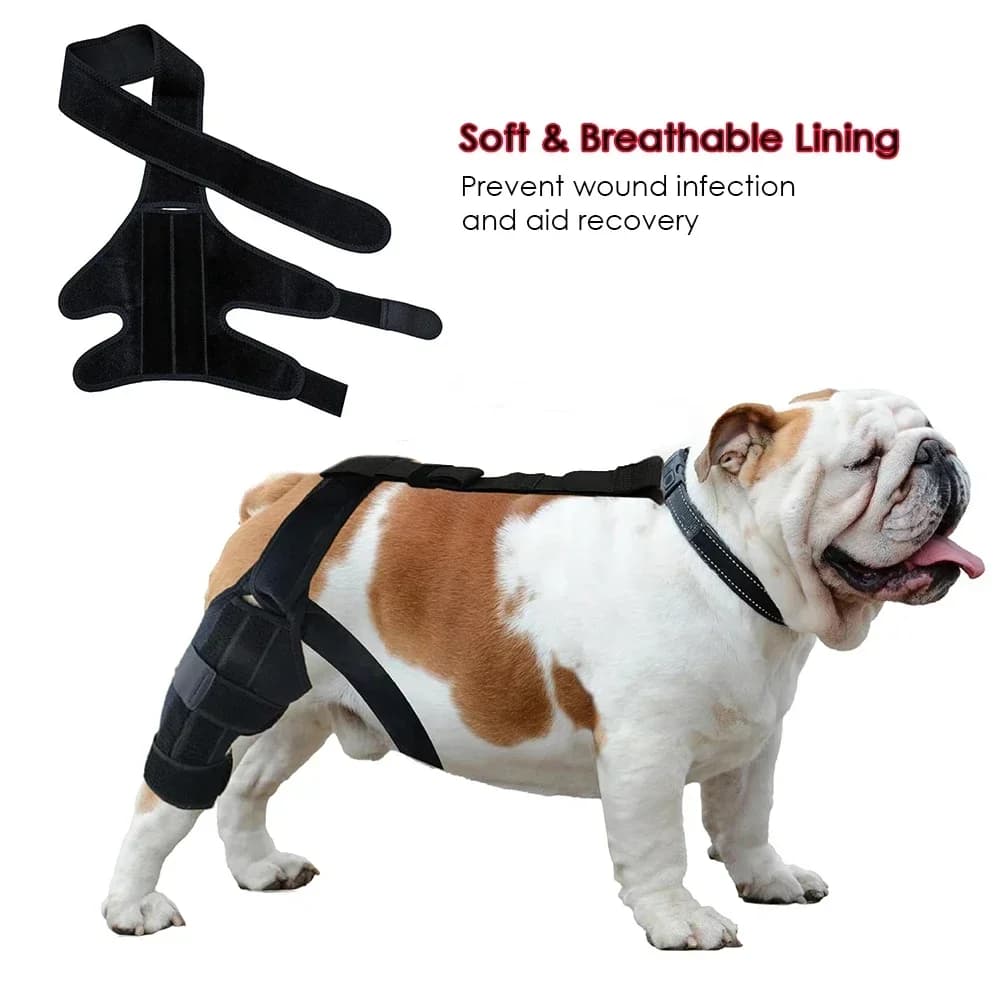 Aktualisiert schützt Bandage Hund Arthritis Protector Abdeckung Hund Bein Unterstützung Hunde Sprunggelenk Klammer Haustier Knies chützer Hunde
