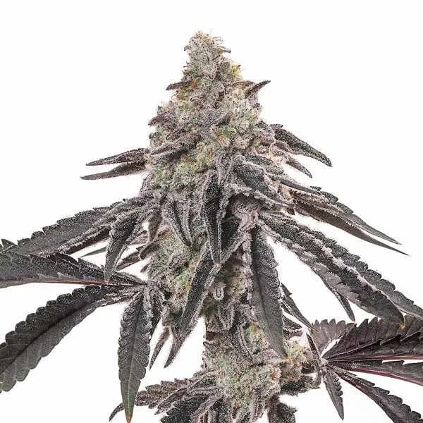 MAC - Seeds Pack: 9-samen