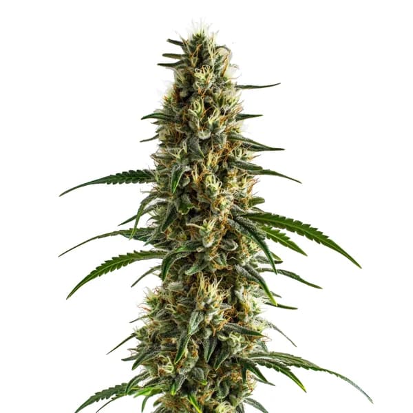 Clementine - Seeds Pack: 9-samen