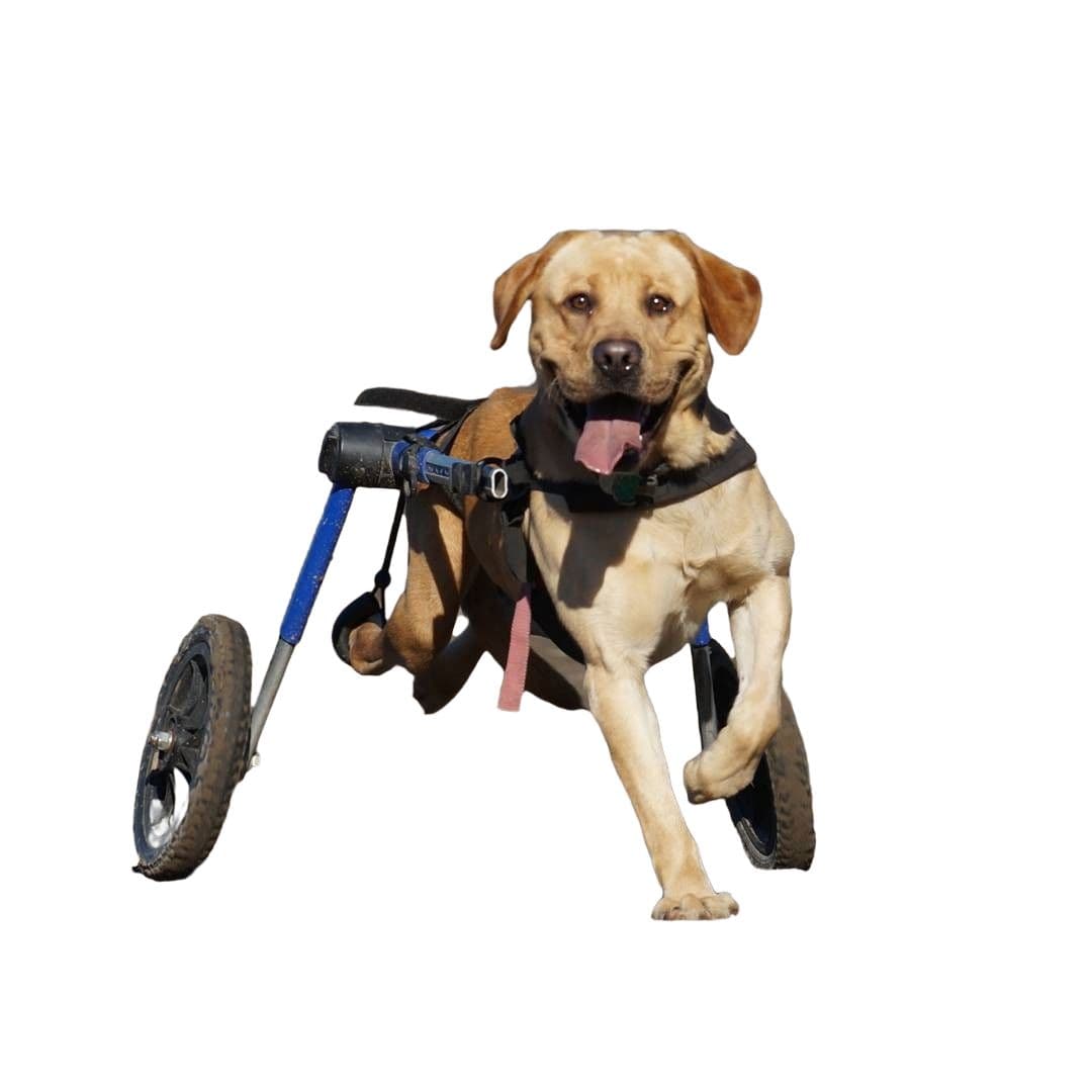 Handicapped Pets Walkin' Wheels Rollwagen für Hunde 1 St