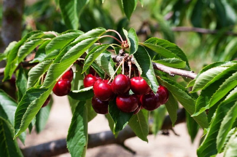 Selbstfruchtende Süßkirsche 'Lapins' • Prunus avium 'Lapins'