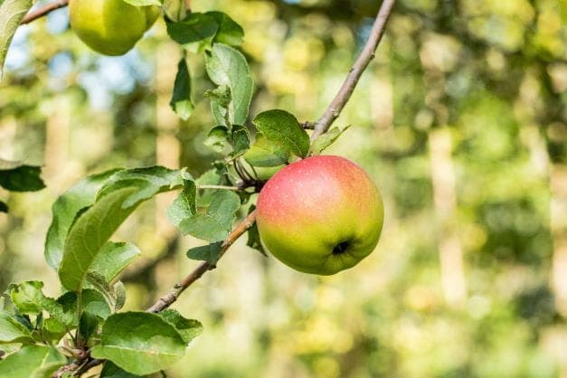 Apfel 'Reglindis' • Malus 'Reglindis'