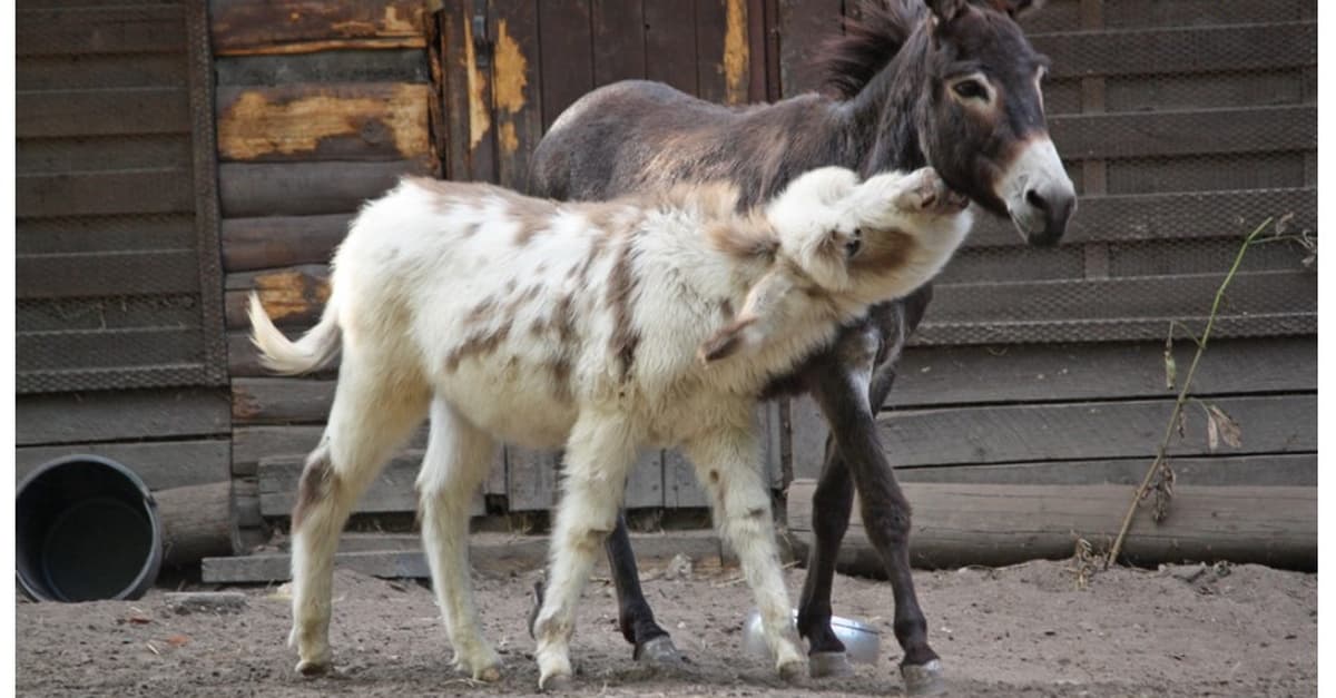 Familien-Tageskarte für den Solinger Vogel- und Tierpark