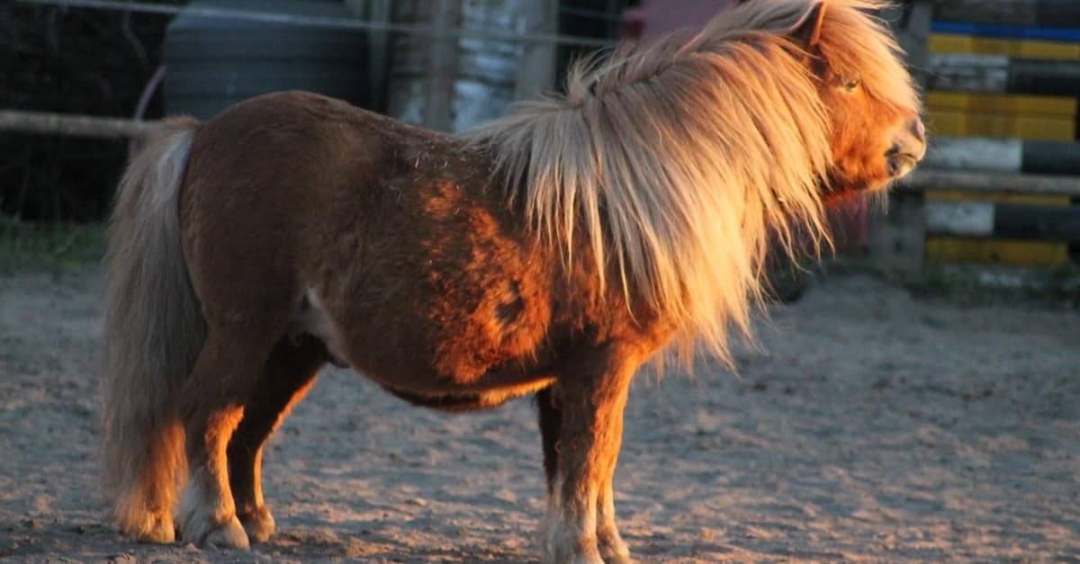 Kuscheln mit einem Pony
