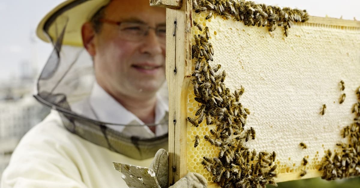 4 Std. Imker-Schnupperkurs inkl. 2 Gläser Bio-Honig für 1-2 Personen