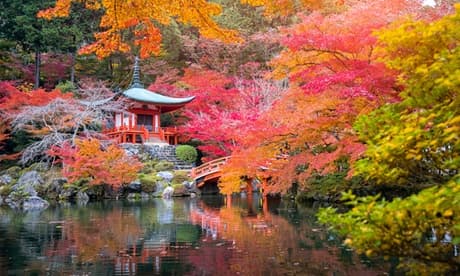 4er-Set Japanische Ahorne: Butterfly