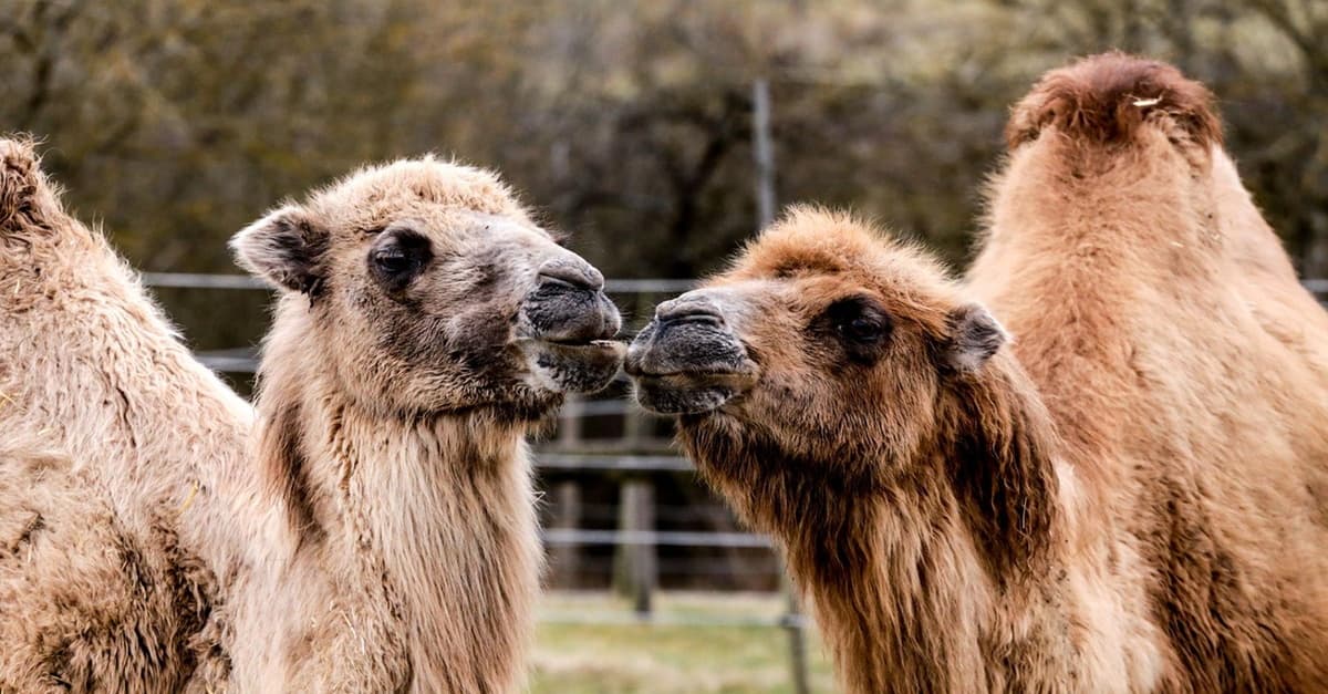 Tageskarte für 1-2 Erwachsene oder Familie für Freizeitpark Rotfelden