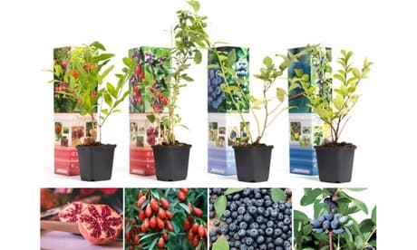 Fruchtpflanzen „Power Foods“: 8
