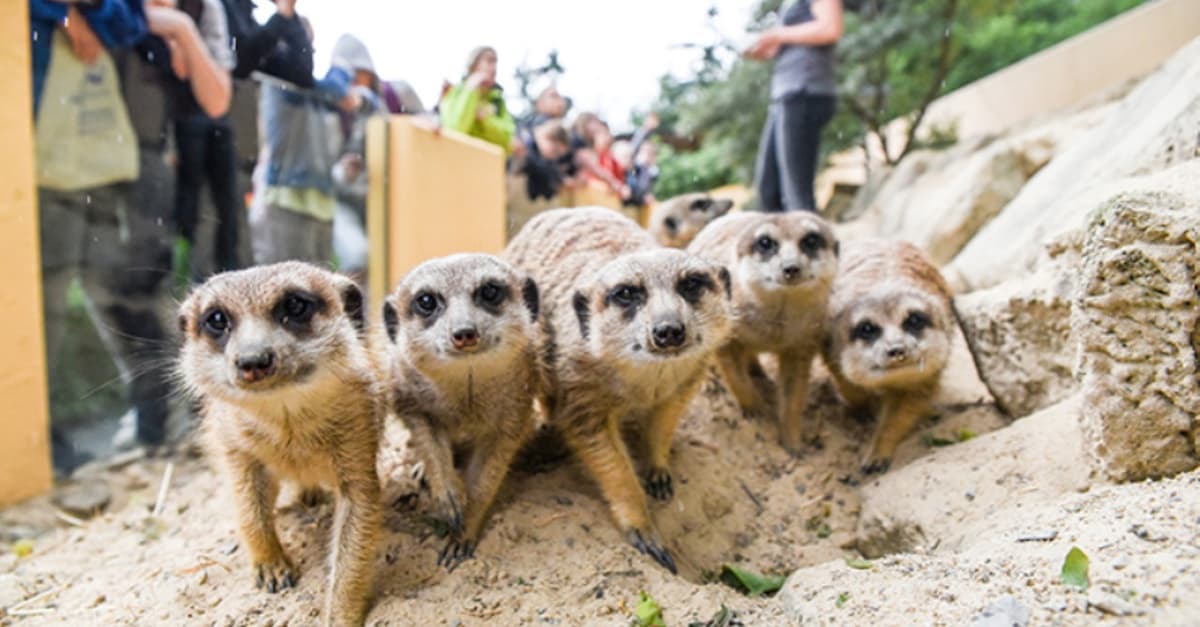 Tageskarte für den Tierpark Herborn für 1-2 Erwachsenen & 2 Kindern