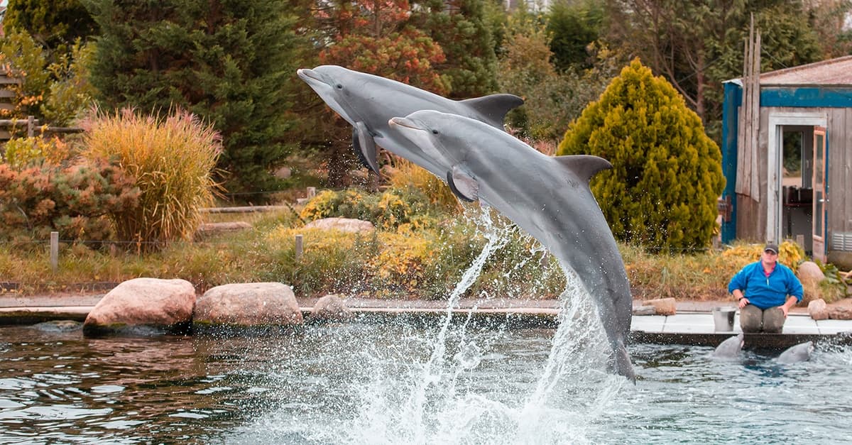 Einrittskarte ""Dolfinarium"" in Harderwijk, Niederlande für 1 Person