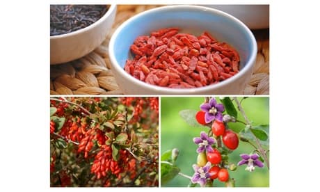 4er-Set Goji-Beeren-Pflanze
