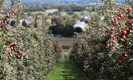 2er-Set säulenförmige Apfel- und/oder Birnbäume: 2er-Set säulenförmige Obstbäume (Apfel & Birne) (85–100 cm)