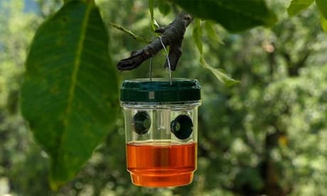Solar-Insektenfalle: 1