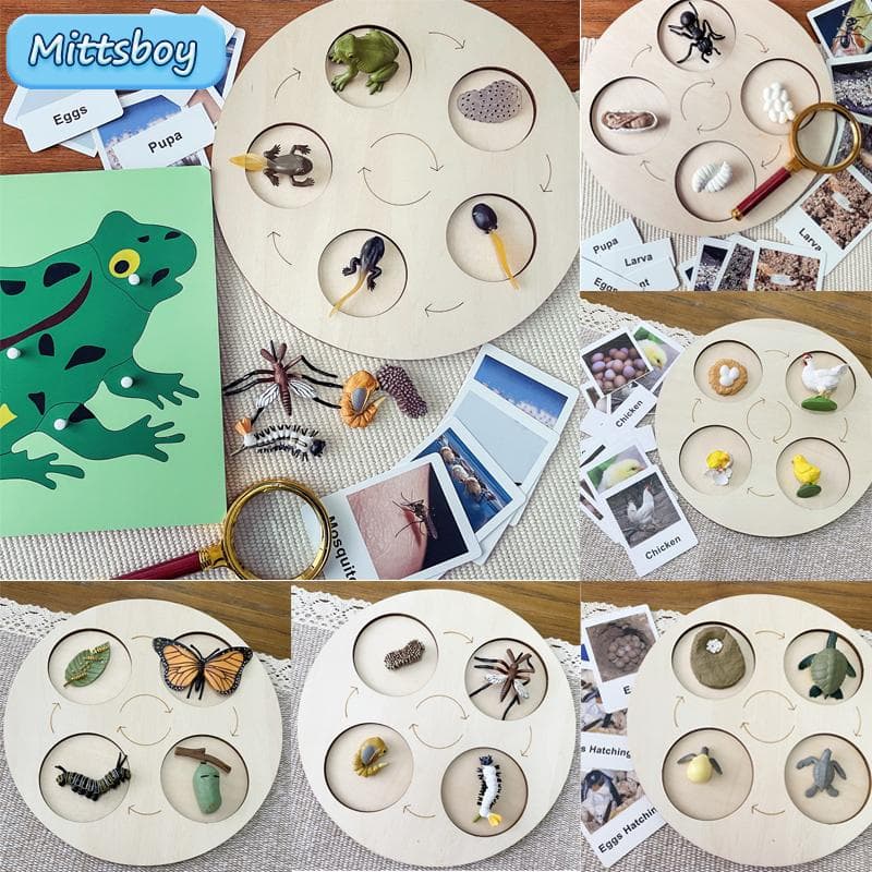 Montessori Lebenszyklus le cycle de vie Englisch Grafikkarte Frosch Schmetterlingssamen Cyclus Bei Ameise Lehrmittel Pädagogisches Spielzeug