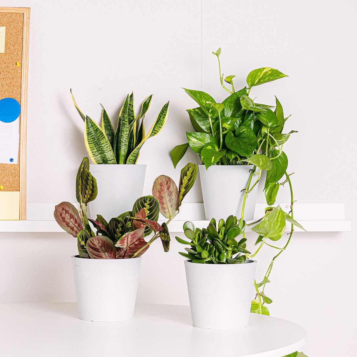 Einfaches Büromaterialset (Crassula arborescens lockig grün, Maranta Tricolor - Blume des Gebets, Pothos - Epipremnum, Sansevieria -
