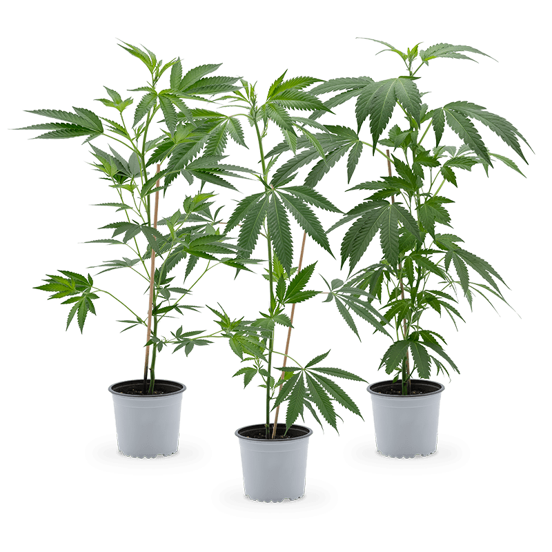 Cannabis Stecklinge (groß) | 3er-Set 
