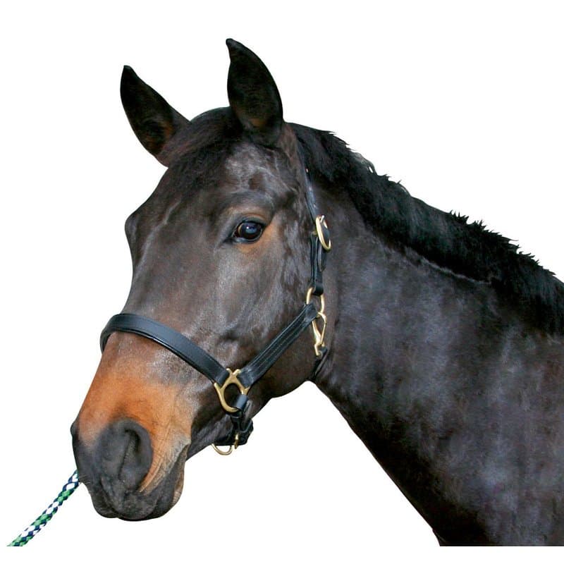 Pferdehalfter Leder - schwarz Gr.3 Warmblut