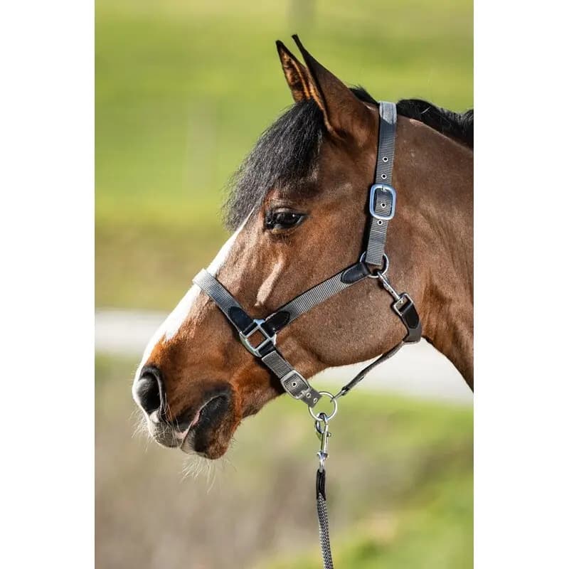 Halfter HFI Neoprene Smart