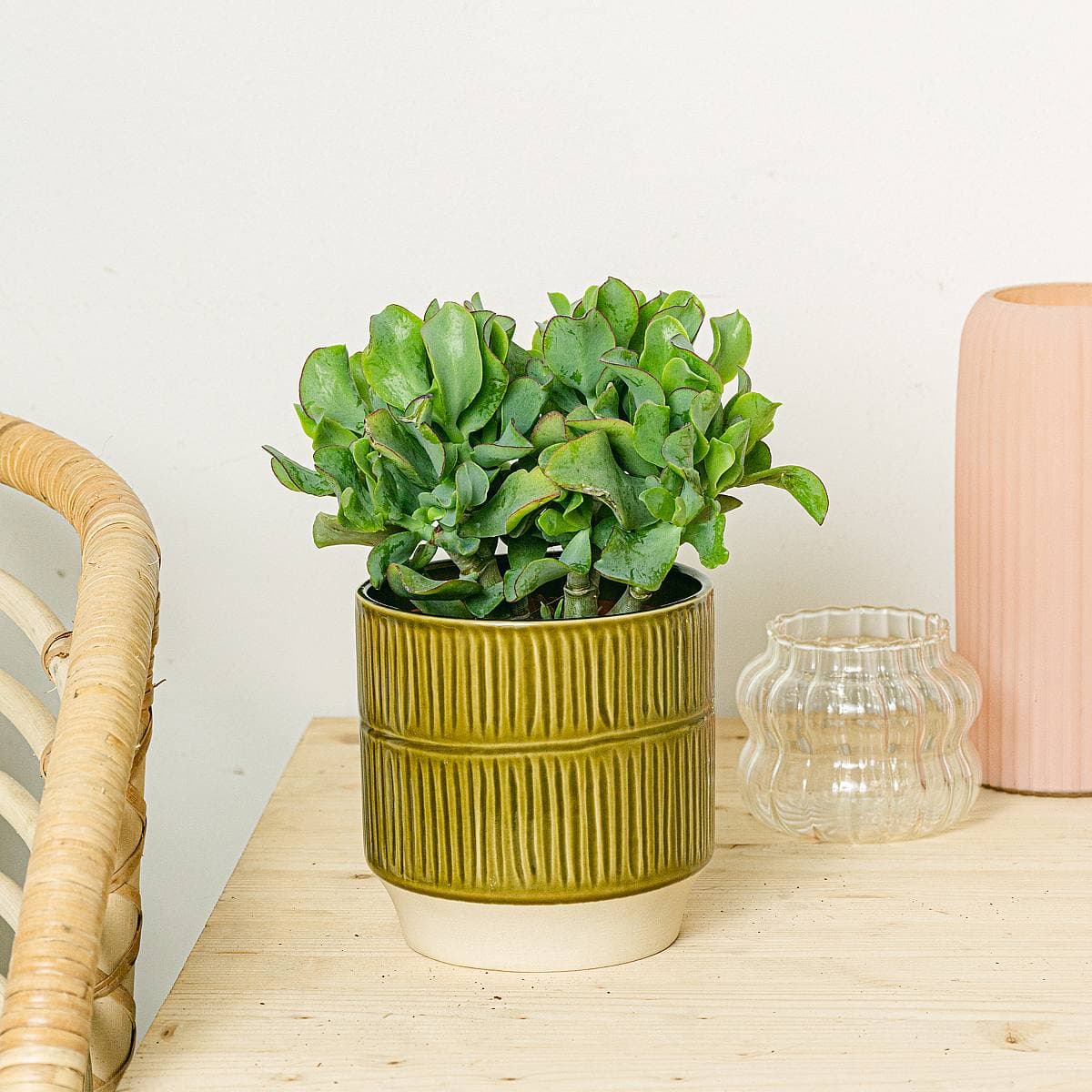 Crassula arborescens lockig grün