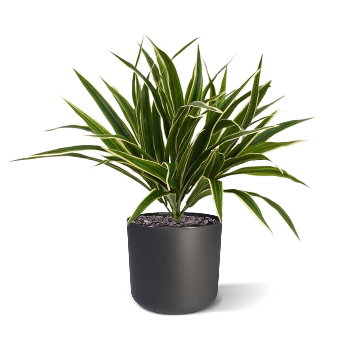 Künstliche Chlorophytum Pflanze 30 cm